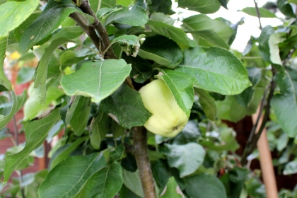 apfel
